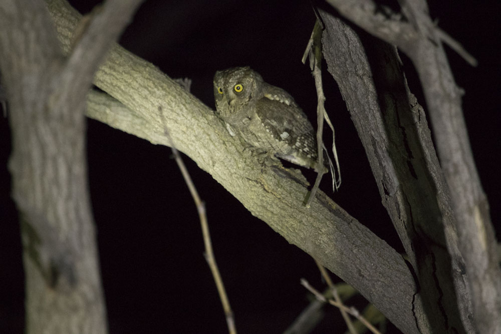 Eurasian Scops-Owl